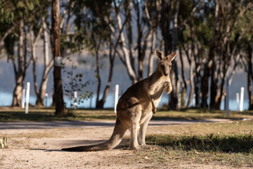 Kangaroos the Iconic Australian wildlife lay down and sunbathing in the cold morning in winter at lakeside campground  of Leslie Dam, Warwick, Queensland, Australia 