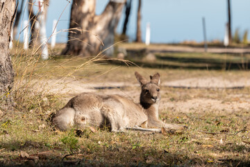 Obraz premium Authentic Australian Wildlife Moment – Kangaroo lay down and sunbathing in the cold morning at lakeside campground of Leslie Dam, Warwick, Queensland, Australia 