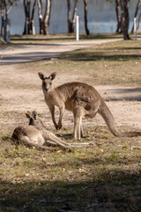 Fototapeta premium Kangaroos the Iconic Australian wildlife lay down and sunbathing in the cold morning in winter at lakeside campground of Leslie Dam, Warwick, Queensland, Australia 