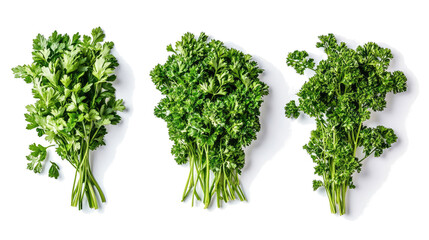 Obraz premium Collection of Fresh Parsley Varieties on a Transparent Background Generative AI