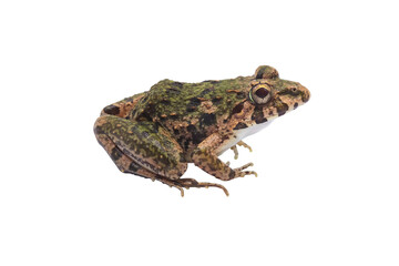 Macro closeup Image of brown frog isolated on  transparent background, amphibious, PNG