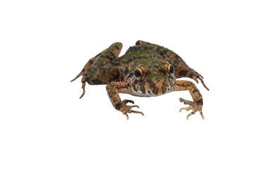 Macro closeup Image of brown frog isolated on  transparent background, amphibious, PNG
