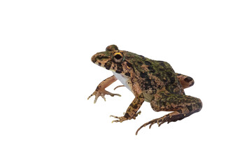 Fototapeta premium Macro closeup Image of brown frog isolated on transparent background, amphibious, PNG