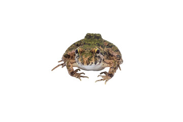 Macro closeup Image of brown frog isolated on  transparent background, amphibious, PNG