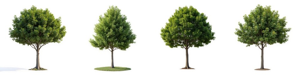 Four vibrant trees on white isolated background