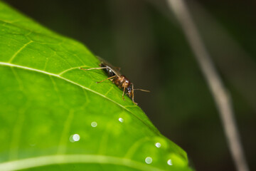 close up photo of a fruit fly on a leaf