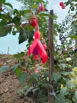 Agriculture in hilly region of Nepal