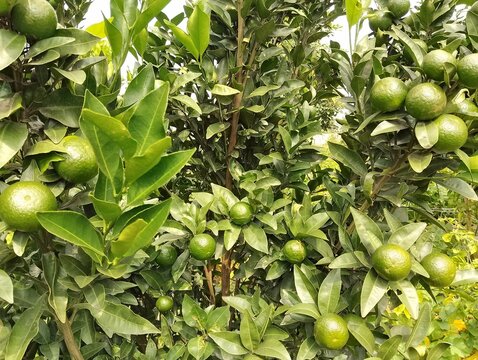 Agriculture in hilly region of Nepal