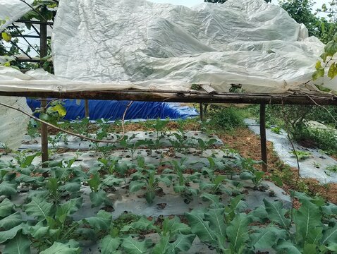 Agriculture in hilly region of Nepal