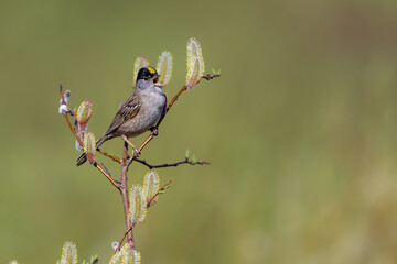 Golden-crowned Sparrow
