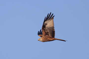 adult Red Kite (Milvus milvus) in flight from below