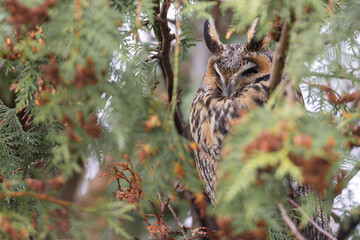 Long-eared Owl (Asio otus) roosting in cedar tree