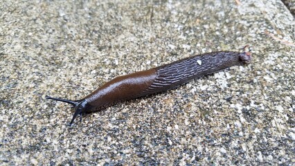Dark Brown Slug Moving across a Sidewalk, Seattle, Washington 