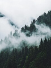 A misty forest with dense evergreen trees on a hillside.
