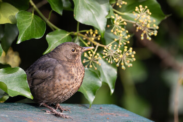 female Eurasian Blackbird (Turdus merula) among foliage