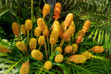 Zingiber zerumbet, species of the ginger family, also known as sea yellow