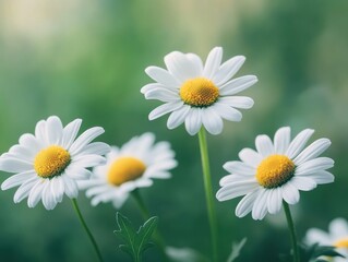 Obraz premium White daisies with yellow centers bloom in a field. AI.