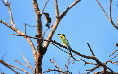Rainbow Bee Eater