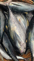 The image features a sleek and streamlined tuna fish, known for its impressive speed and agility in the water.