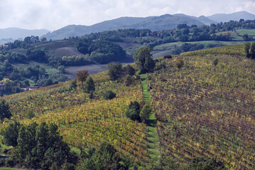Scenic view of Italian hills with vineyards near Torrechiara castle, Parma. Italy.