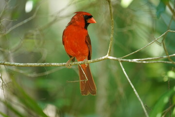 cardinal in tree