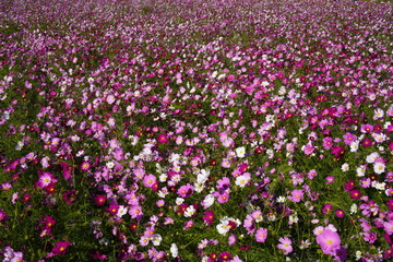 一面に咲き誇るコスモスの絨毯
