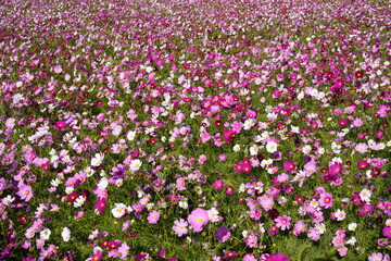 Naklejka premium 一面に咲き誇るコスモスの絨毯