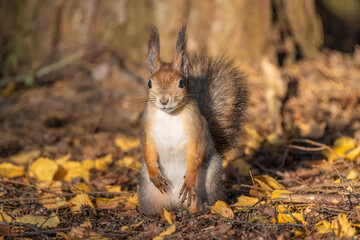 Squirrel on the ground