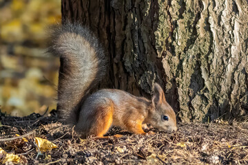 Squirrel on the ground