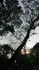 Sunlight Filtering Through Trees in a Lush Urban Park