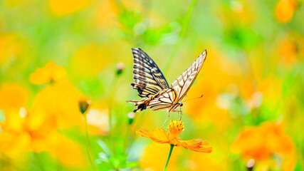 コスモスの花の蜜を吸うアゲハチョウ