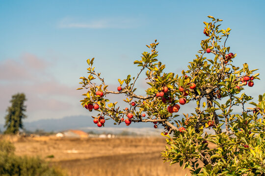 Ripe Apples on a brunch in the garden.