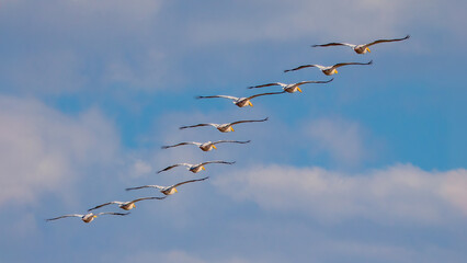 Great white pelicans flying in a row