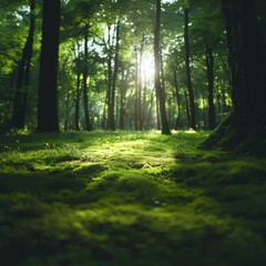 Obraz premium Sunlight streams through the dense canopy of a lush forest, illuminating the mossy forest floor.