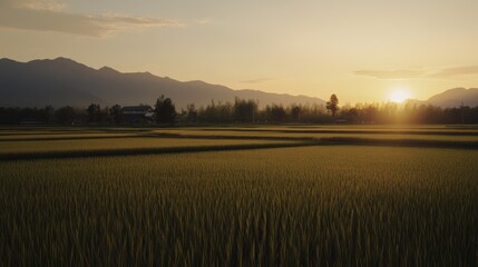 Obraz premium Tranquil Rice Fields at Sunset with Distant Mountains