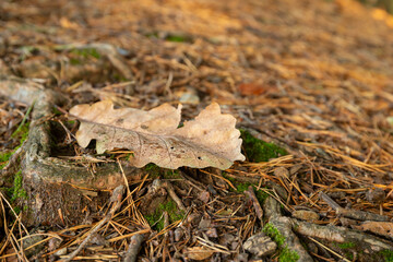 Herbstblatt am Waldboden