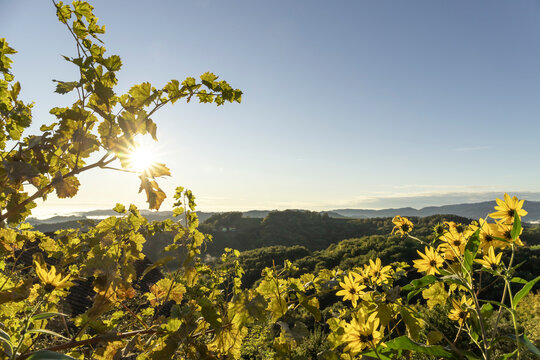 Sonnenhut und Weinrebe in der S&uuml;dsteiermark