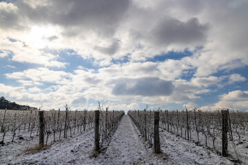 Winter vineyard near Mikulov, Palava region, Southern Moravia, Czech Republic