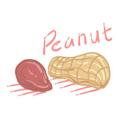 hand drawn illustration of a peanut, with one peanut shell and one peanut kernel separated from its shell.