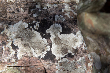 Lichen grows on a rock in a sandy forest in the northern part of South Africa image for background use