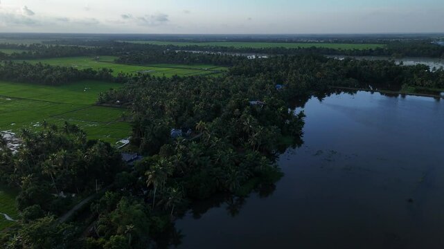 Rice field or Paddy Farming and coconut farming In Kerala, god's own country
