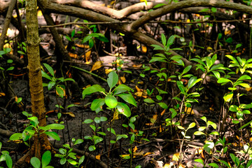 Fototapeta premium Close-Up Shots of Zanzibar's Lush Tropical Rainforest 