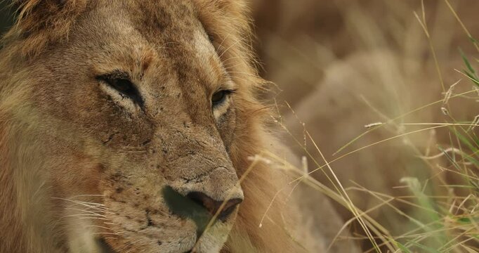 A lion lies comfortably among the tall grass in the Sabi Sands, South Africa. Its tranquil expression and surroundings create a serene atmosphere at dusk.