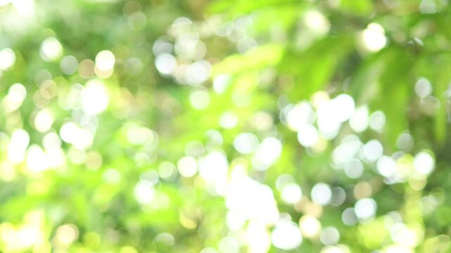 blur tree bokeh in garden, natural blurred leaf green at summer, forest blur, environment ecology or greenery abstract texture background