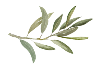 Watercolor illustration of olive branch with olives, with ripe and green olives.