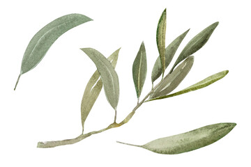 Watercolor illustration of olive branch with olives, with ripe and green olives.