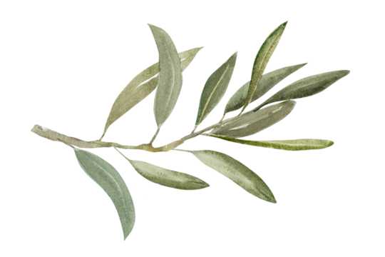 Watercolor illustration of olive branch with olives, with ripe and green olives. - Powered by Adobe