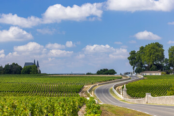 Typical vineyards near Chateau Latour, Bordeaux, Aquitaine, France