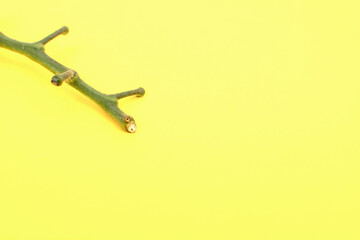 Green spring branch on yellow background	