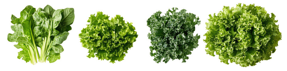 Obraz premium Variety of fresh lettuce types on white isolated background., transparent background